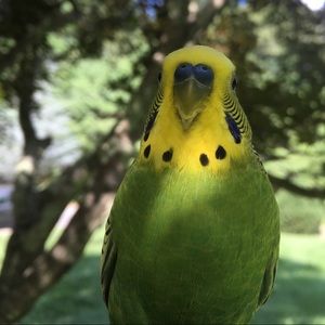 Meet your Posher, Joe